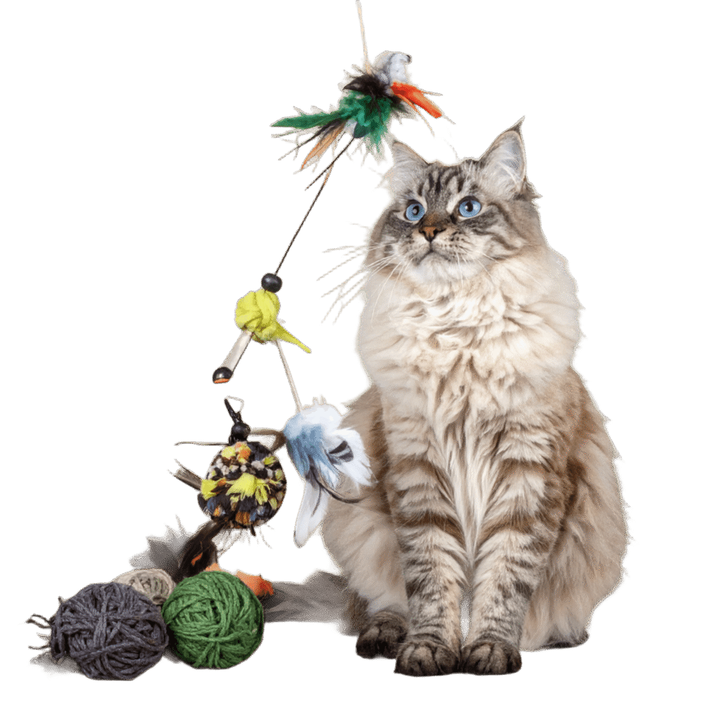 Firefly Elegant Cat Playing With Stylish Toys 354785 1024x1024